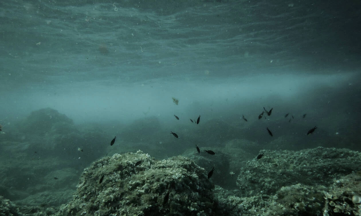 Παράσιτο – «φονιάς» έφτασε στο Αιγαίο και «σπέρνει» θάνατο! Καταστροφή στο βυθό της θάλασσας